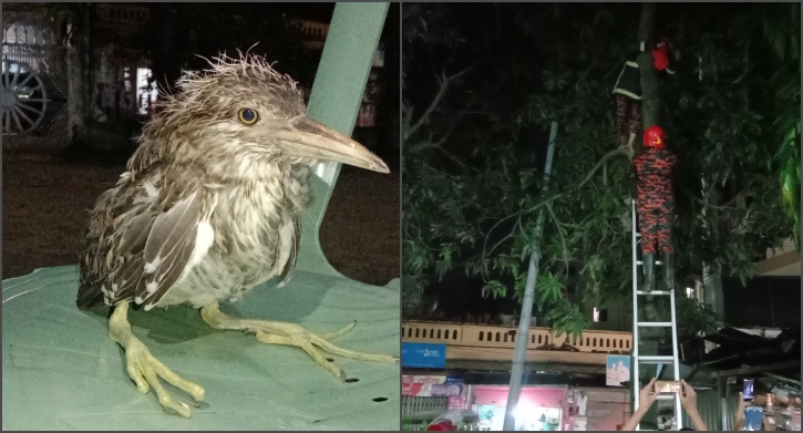 ঝোড়ো হাওয়ায় মাটিতে পড়ল বকের ছানা, গাছে তুলে দিল দমকল বাহিনী